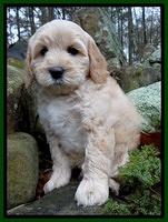 Macy Max pups 8 wks old 71