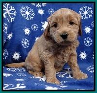 Macy Max pups 5wks old 141
