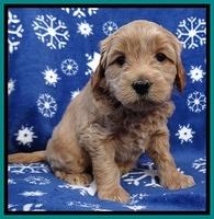 Macy Max pups 5wks old 151