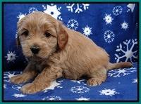 Macy Max pups 5wks old 161