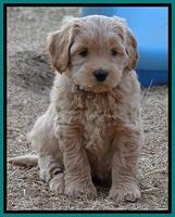 Macy Max pups 7 wks old 211
