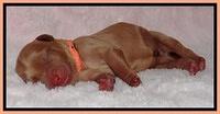 Macy Max newborn 161