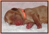 Macy Max newborn 171
