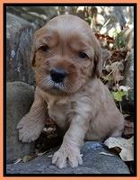 Macy Max pups 3 wks old 141