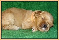 Macy Max pups 3 wks old 191
