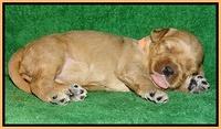 Macy Max pups 3 wks old 211