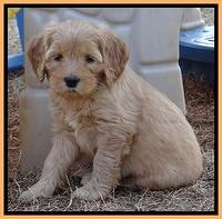 Macy Max pups 7 wks old 71