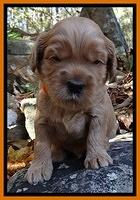Macy Max pups 3 wks old 161