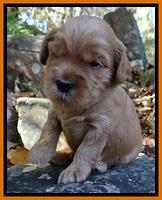 Macy Max pups 3 wks old 171