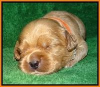 Macy Max pups 3 wks old 231