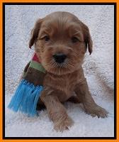 Macy Max pups 4 wks old 191