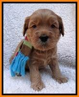 Macy Max pups 4 wks old 201