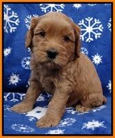Macy Max pups 5wks old 201