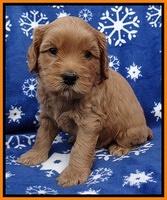 Macy Max pups 5wks old 211