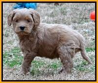 Macy Max pups 6 wks old 271