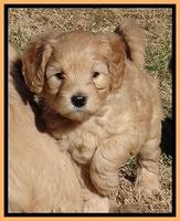 Macy Max pups 6 wks old 281