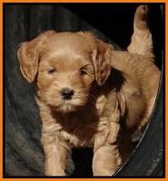 Macy Max pups 6 wks old 291