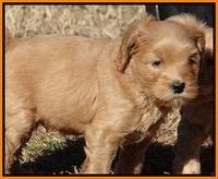 Macy Max pups 6 wks old 301