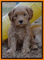 Macy Max pups 7 wks old 51