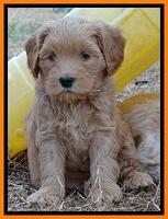 Macy Max pups 7 wks old 61