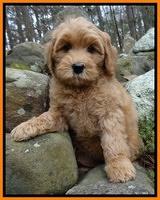 Macy Max pups 8 wks old 16100
