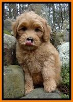 Macy Max pups 8 wks old 17100
