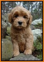 Macy Max pups 8 wks old 18100