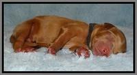Macy Max newborn 41