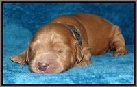 Macy Max pups 1 wk old 271