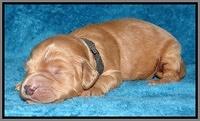 Macy Max pups 1 wk old 281