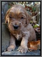 Macy Max pups 3 wks old 181