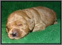 Macy Max pups 3 wks old 241