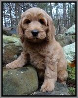 Macy Max pups 8 wks old 21