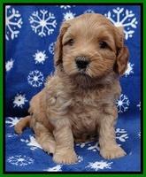 Macy Max pups 5wks old 251