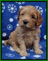 Macy Max pups 5wks old 281