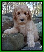 Macy Max pups 8 wks old 22000