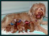 Macy Max newvorn puppy pix 11