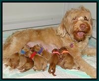 Macy Max newvorn puppy pix 21