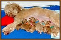 Macy Max newvorn puppy pix 51