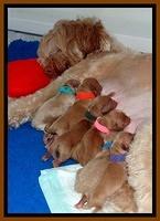 Macy Max newvorn puppy pix 61