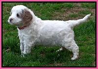 Dawn Rugby pups 5 wks old 41