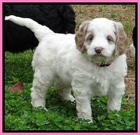 Dawn Rugby pups 6 wks old 31