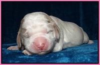 Dawn Rugby pups one week old 11