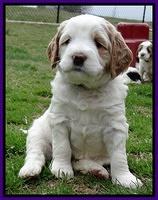 Dawn Rugby pups 5 wks old 61