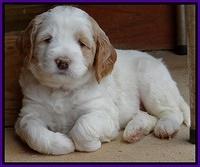 Dawn Rugby pups 5 wks old 91