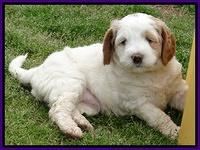 Dawn Rugby pups 6 wks old 71