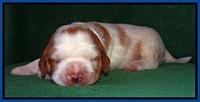 Dawn Rugby pups 2 wks old 71