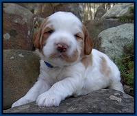 Dawn Rugby pups 3 wks old 81