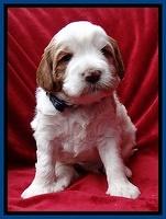 Dawn Rugby pups 4 wks old 81