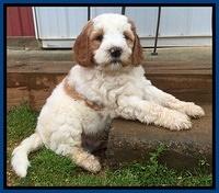 Dawn Rugby pups 7 wks old 7100